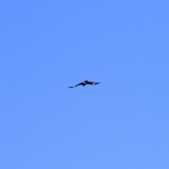 Strepera graculina at Wanniassa, ACT - 18 Apr 2021