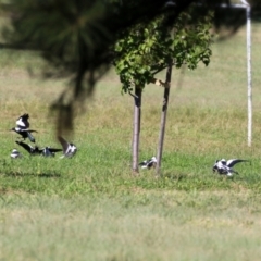 Gymnorhina tibicen (Australian Magpie) at Wanniassa Hills Open Space - 18 Apr 2021 by RodDeb