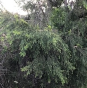 Exocarpos cupressiformis at O'Connor, ACT - 6 Apr 2021