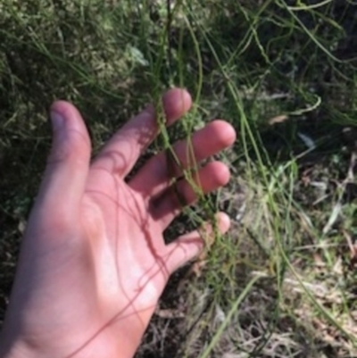Cassytha (genus) (Dodder) at O'Connor, ACT - 6 Apr 2021 by Tapirlord
