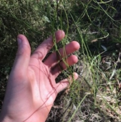 Cassytha sp. (Dodder) at O'Connor, ACT - 6 Apr 2021 by Tapirlord