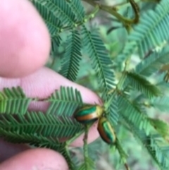 Calomela parilis (Leaf beetle) at O'Connor, ACT - 6 Apr 2021 by Tapirlord