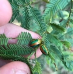 Calomela parilis at O'Connor, ACT - 6 Apr 2021