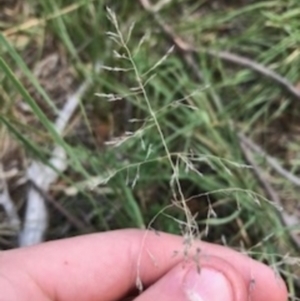 Eragrostis curvula at O'Connor, ACT - 6 Apr 2021