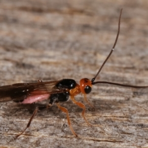 Braconidae (family) at Melba, ACT - 16 Apr 2021