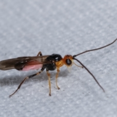 Braconidae (family) at Melba, ACT - 16 Apr 2021