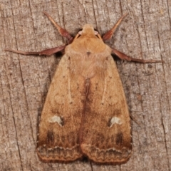 Diarsia intermixta (Chevron Cutworm, Orange Peel Moth.) at Melba, ACT - 17 Apr 2021 by kasiaaus