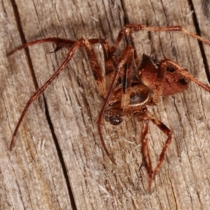 Australomimetus sp. (genus) at Melba, ACT - 17 Apr 2021 09:17 PM