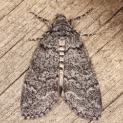 Smyriodes undescribed species nr aplectaria at Melba, ACT - 17 Apr 2021 by kasiaaus