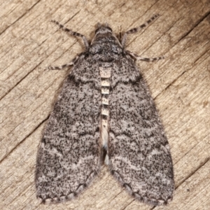 Smyriodes undescribed species nr aplectaria at Melba, ACT - 17 Apr 2021