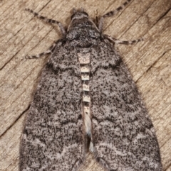 Smyriodes undescribed species nr aplectaria at Melba, ACT - 17 Apr 2021