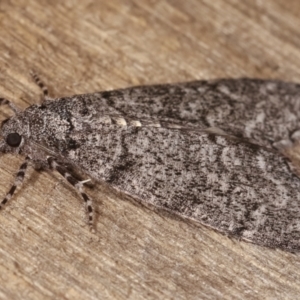 Smyriodes undescribed species nr aplectaria at Melba, ACT - 17 Apr 2021