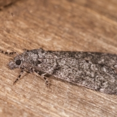 Smyriodes undescribed species nr aplectaria at Melba, ACT - 17 Apr 2021