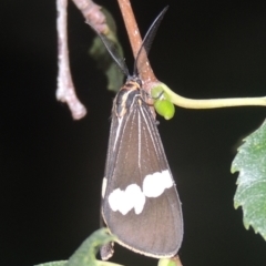 Nyctemera amicus (Senecio Moth, Magpie Moth, Cineraria Moth) at Conder, ACT - 10 Feb 2021 by MichaelBedingfield