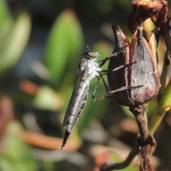 Cerdistus sp. (genus) (Yellow Slender Robber Fly) at Conder, ACT - 15 Feb 2021 by michaelb