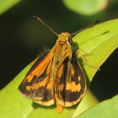 Ocybadistes walkeri (Green Grass-dart) at Conder, ACT - 15 Feb 2021 by michaelb