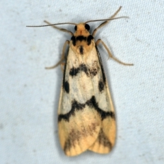 Tigrioides alterna (Alternating Footman) at Deua National Park (CNM area) - 16 Apr 2021 by ibaird