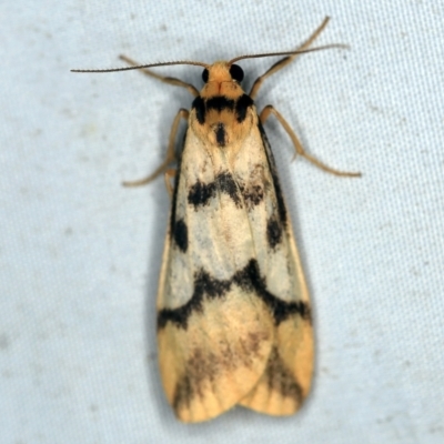 Tigrioides alterna (Alternating Footman) at Wyanbene, NSW - 16 Apr 2021 by ibaird