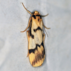 Tigrioides alterna at Wyanbene, NSW - 16 Apr 2021