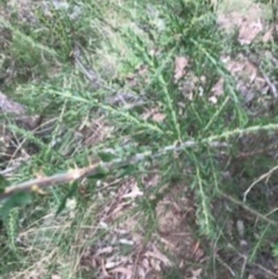 Acacia paradoxa (Kangaroo Thorn) at Campbell, ACT - 6 Apr 2021 by Tapirlord