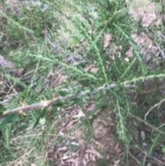 Acacia paradoxa at Campbell, ACT - 7 Apr 2021