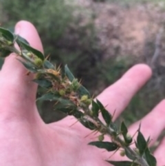 Acacia paradoxa at Campbell, ACT - 7 Apr 2021