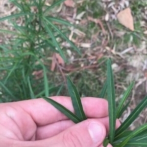 Solanum linearifolium at Campbell, ACT - 7 Apr 2021 10:00 AM