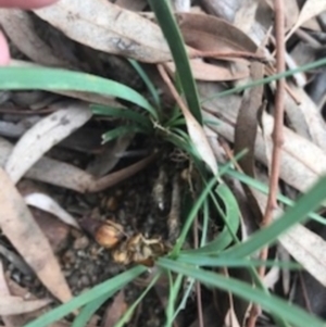 Lomandra bracteata at Campbell, ACT - 7 Apr 2021