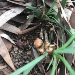 Lomandra bracteata at Campbell, ACT - 7 Apr 2021