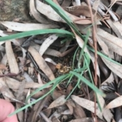 Lomandra bracteata at Campbell, ACT - 7 Apr 2021