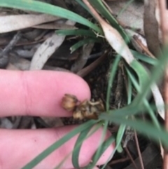 Lomandra bracteata at Campbell, ACT - 7 Apr 2021