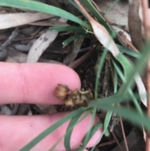 Lomandra bracteata at Campbell, ACT - 7 Apr 2021