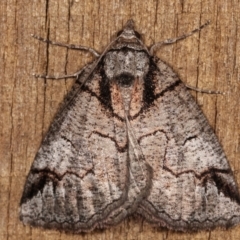 Austroterpna paratorna (Rounded Grey (Geometrinae)) at Melba, ACT - 17 Apr 2021 by kasiaaus