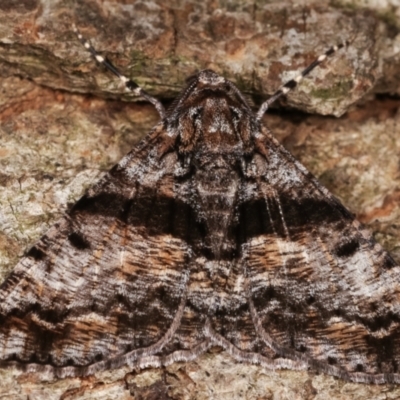 Gastrinodes argoplaca (Cryptic Bark Moth) at Melba, ACT - 17 Apr 2021 by kasiaaus