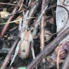 Miturgidae (family) (False wolf spider) at Campbell, ACT - 7 Apr 2021 by Tapirlord