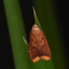 Tachystola acroxantha (A Concealer moth) at Melba, ACT - 17 Apr 2021 by kasiaaus