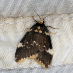 Halone pteridaula (a Lichen moth) at Deua National Park (CNM area) - 16 Apr 2021 by ibaird