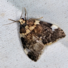 Halone pteridaula (a Lichen moth) at Wyanbene, NSW - 16 Apr 2021 by ibaird