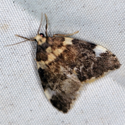 Halone pteridaula (a Lichen moth) at Wyanbene, NSW - 16 Apr 2021 by ibaird