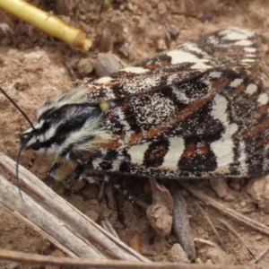 Apina callisto at Harrison, ACT - 7 Apr 2021 10:25 AM