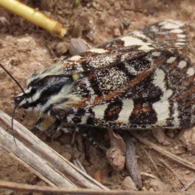 Apina callisto (Pasture Day Moth) at Budjan Galindji (Franklin Grassland) Reserve - 7 Apr 2021 by AndrewZelnik
