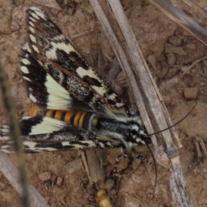 Apina callisto at Harrison, ACT - 7 Apr 2021 10:25 AM