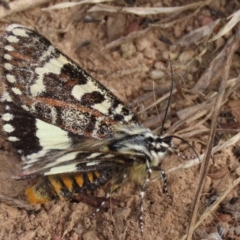 Apina callisto at Harrison, ACT - 7 Apr 2021 10:25 AM