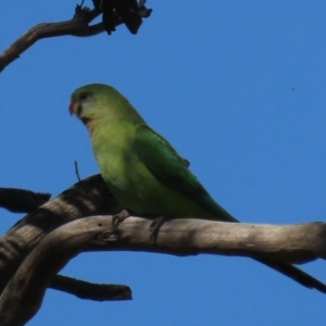 Polytelis swainsonii at Franklin, ACT - suppressed