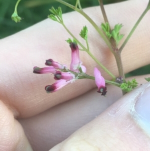 Fumaria muralis subsp. muralis at O'Connor, ACT - 18 Apr 2021 04:46 PM