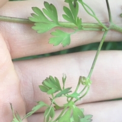 Fumaria muralis subsp. muralis at O'Connor, ACT - 18 Apr 2021 04:46 PM