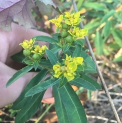 Euphorbia oblongata (Egg-leaf Spurge) at O'Connor, ACT - 18 Apr 2021 by Ned_Johnston