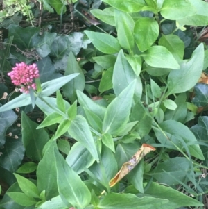 Centranthus ruber at O'Connor, ACT - 18 Apr 2021