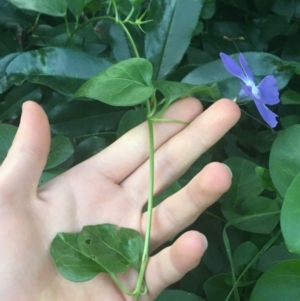 Vinca major at O'Connor, ACT - 18 Apr 2021 05:07 PM