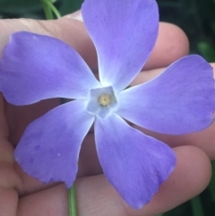 Vinca major at O'Connor, ACT - 18 Apr 2021 05:07 PM